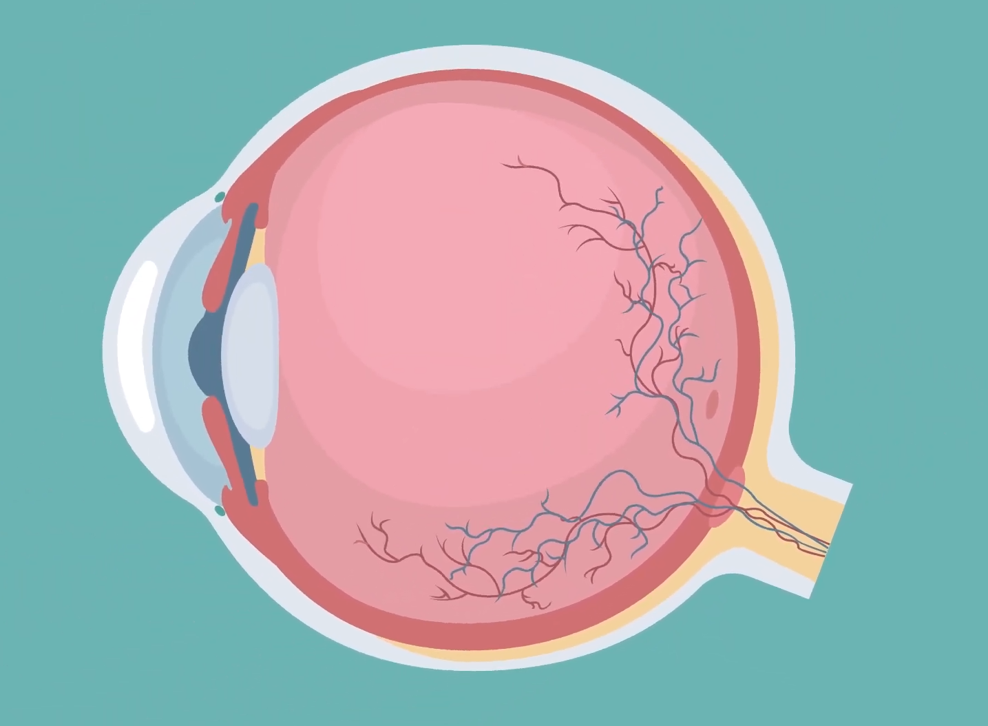 The inner workings of the eye
